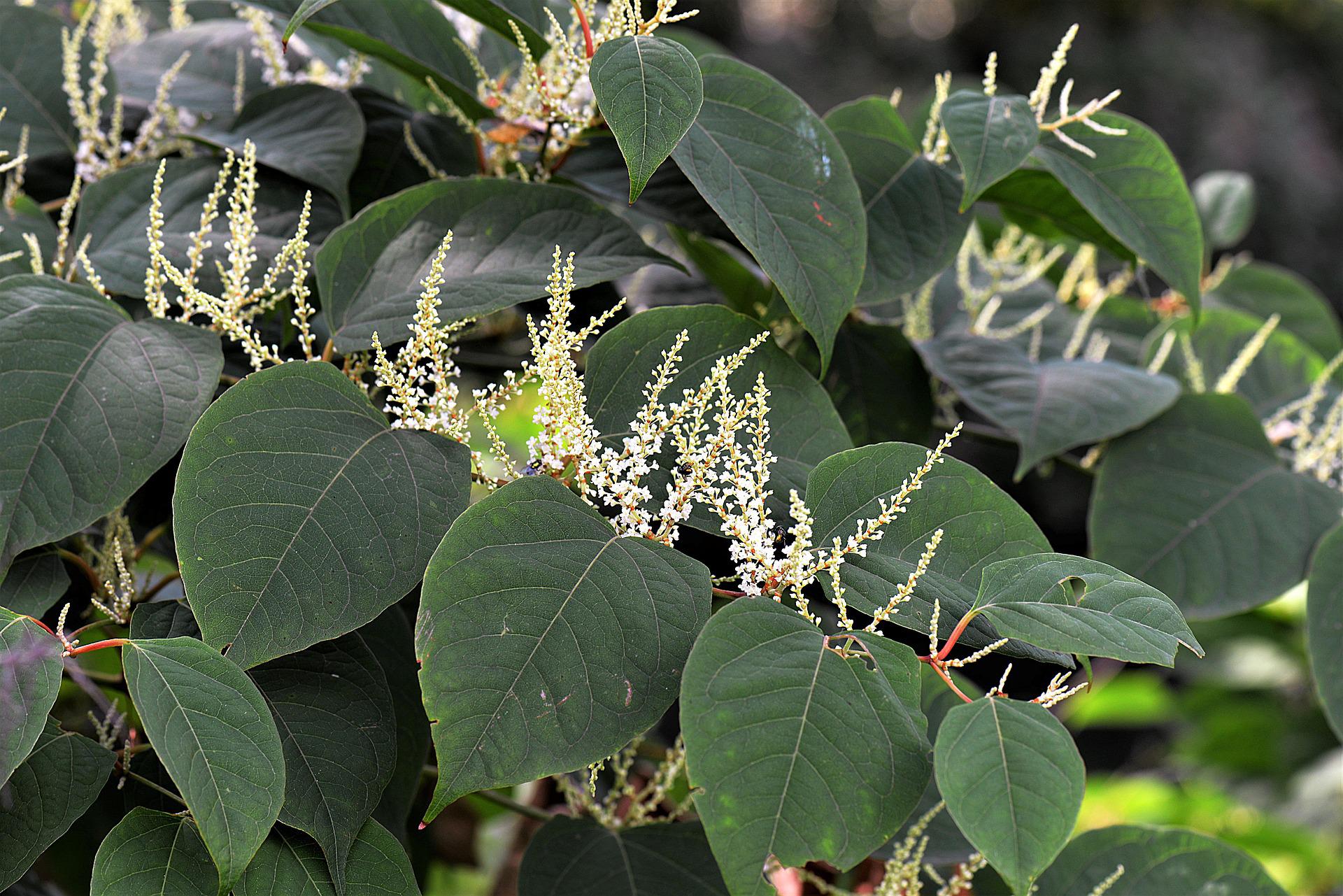 Why is Japanese Knotweed so dangerous to your property?